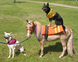 Dog-and-pony-show